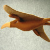 Pteranodon hecho  a mano con fieltro de lana en varios colores